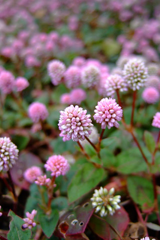 e0045768_2244549.jpg