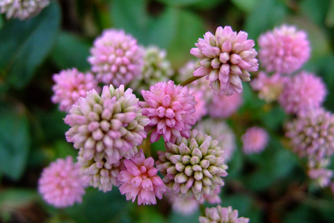 e0045768_2262212.jpg