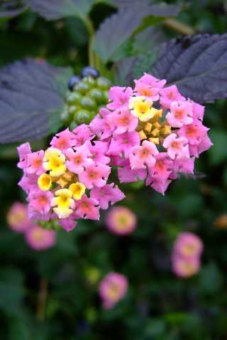 e0045768_2274873.jpg