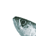 a0050302_6343241.gif