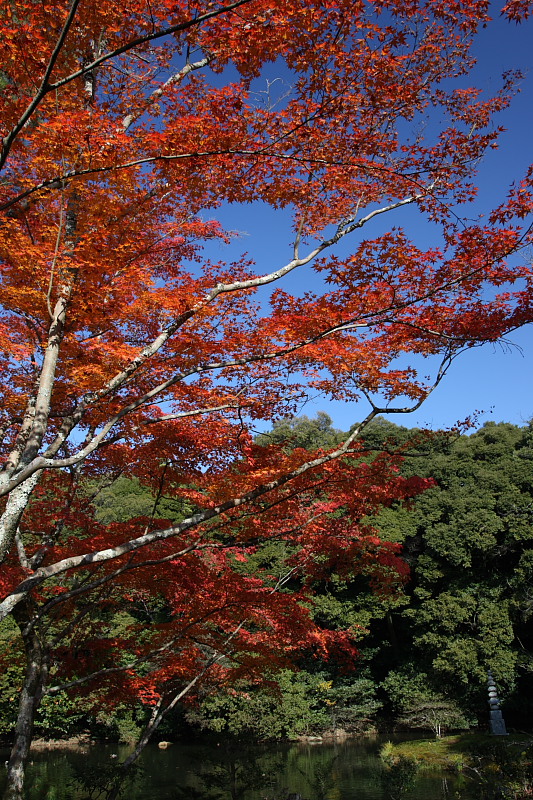 そうだ　京都、行こう：金閣寺 part6_f0130607_711796.jpg