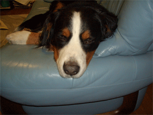 c0143711_021018.gif