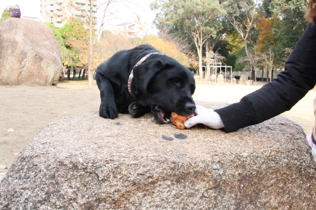 長居公園にて_c0151134_22292323.jpg