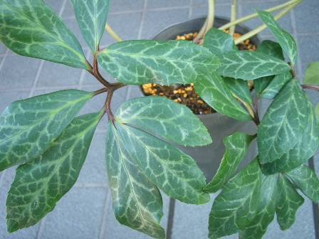 c0025140_12336.jpg