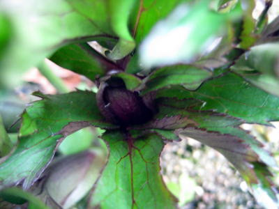 c0147952_1919036.jpg