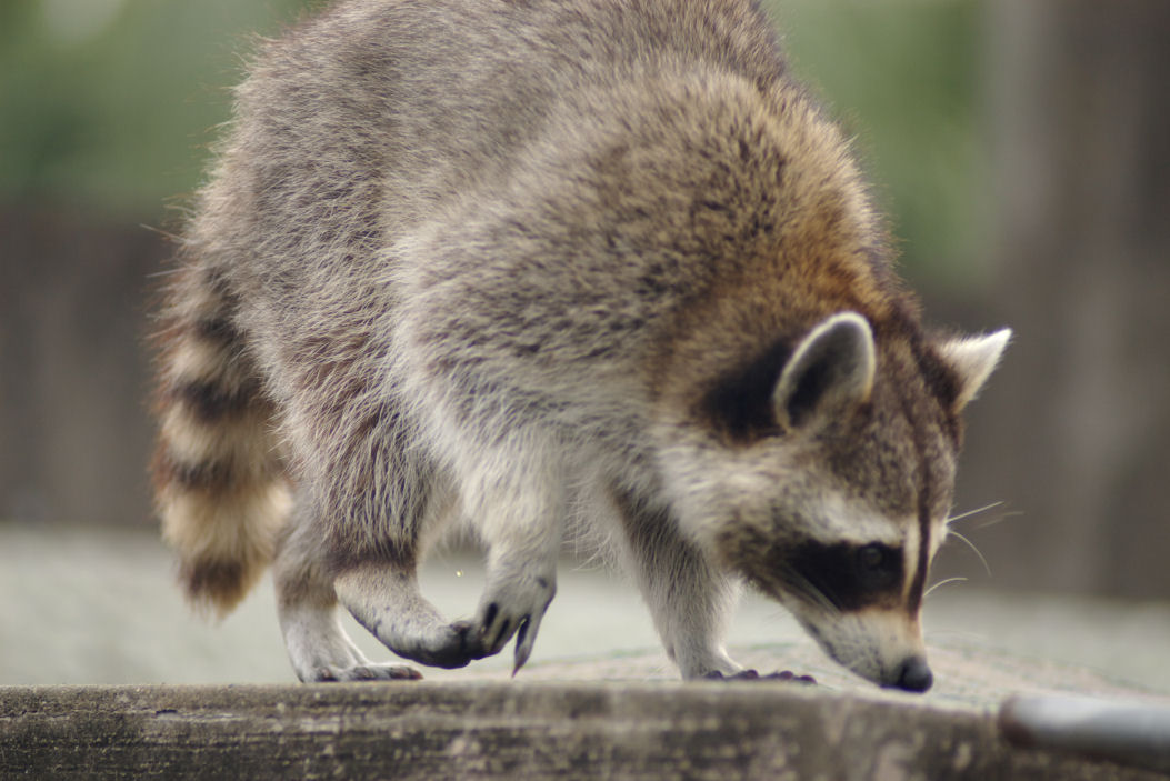 動物園に行ったのれす_c0152288_2185485.jpg