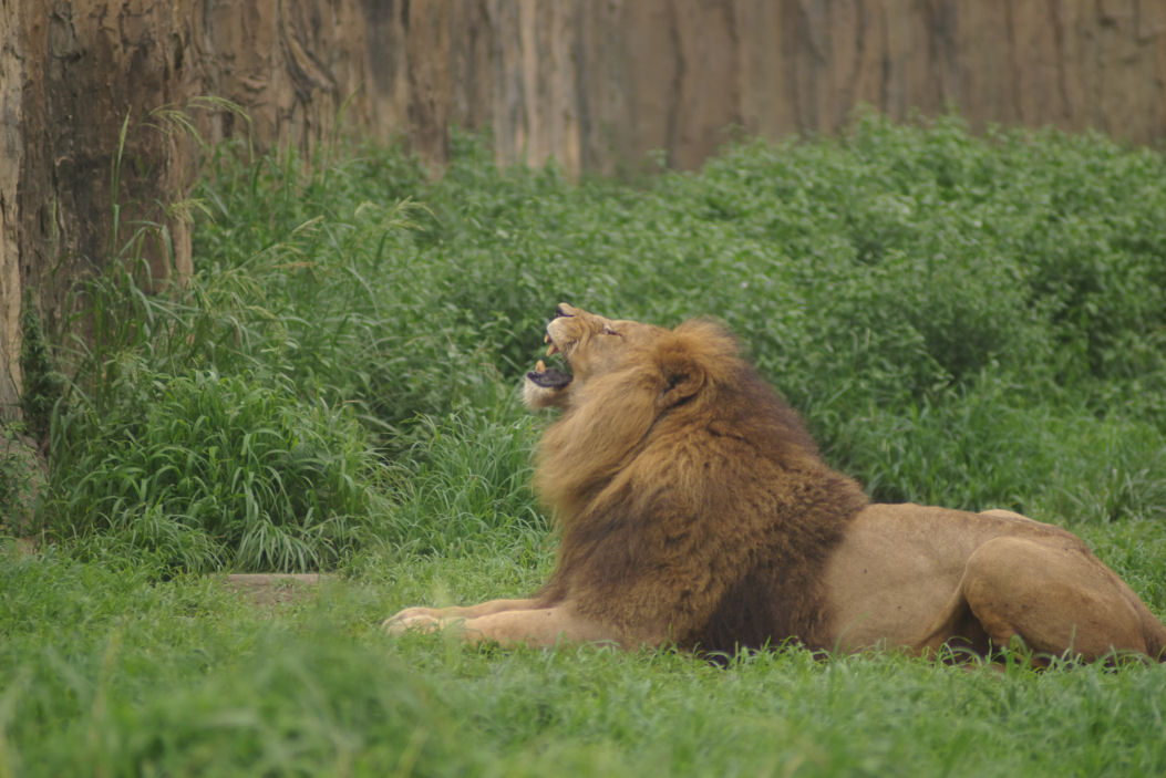 動物園に行ったのれす_c0152288_219268.jpg