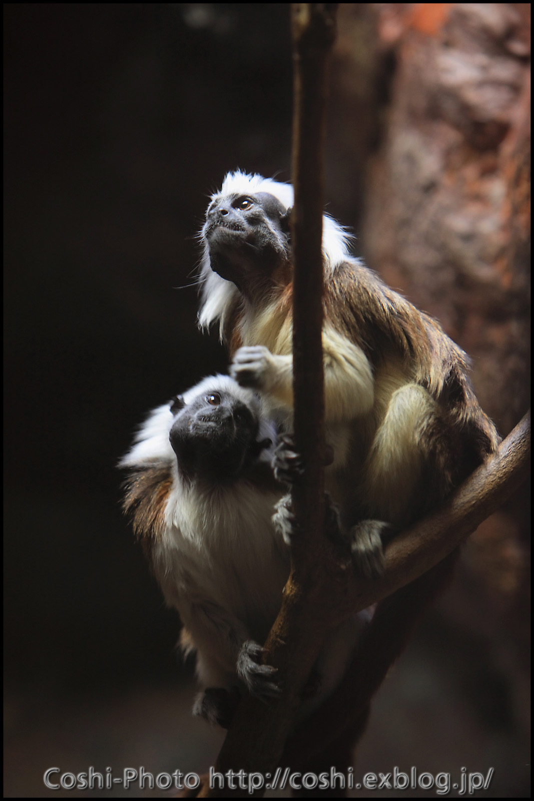 上野動物園・西園にて・・・小獣館＆etc編_a0110096_10163595.jpg