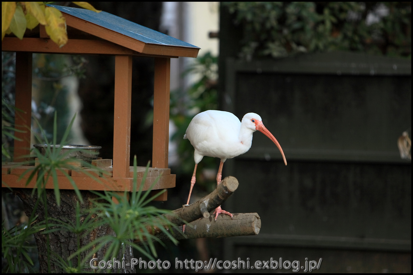 上野動物園・西園にて・・・小獣館＆etc編_a0110096_10194485.jpg