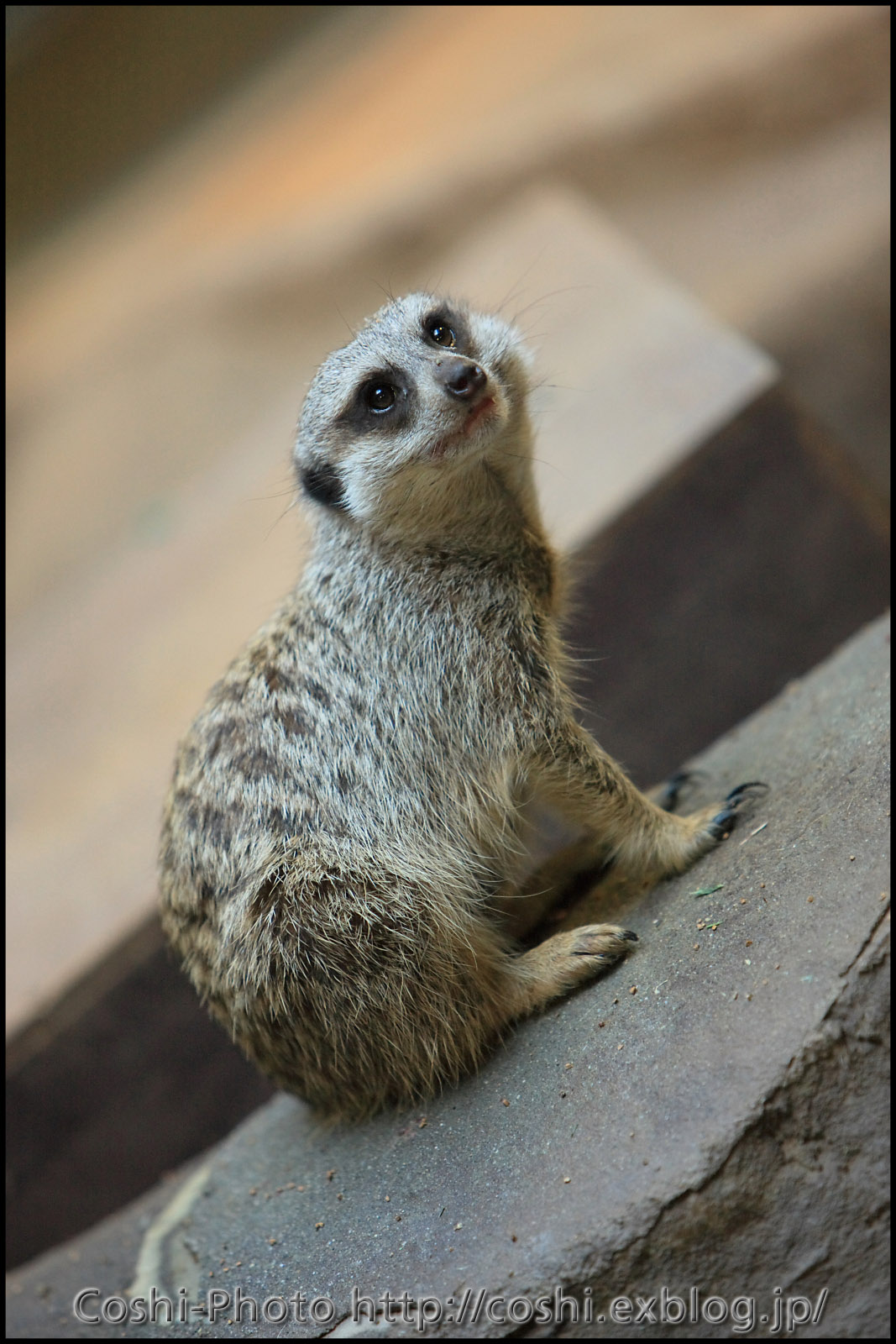 上野動物園・西園にて・・・小獣館＆etc編_a0110096_10222169.jpg