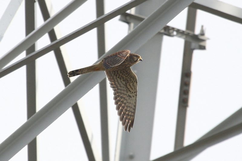チョウゲンボウ飛翔/池が凍りました_b0024798_5592290.jpg
