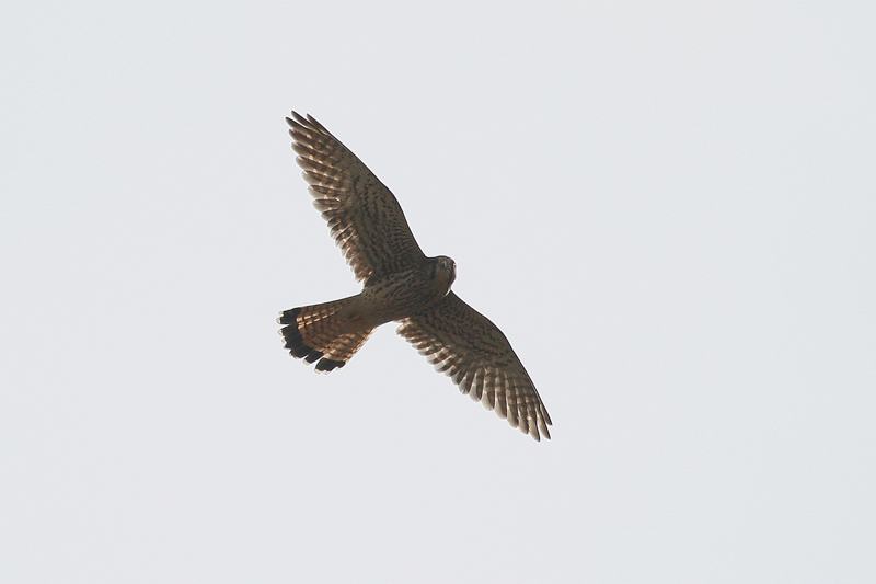 チョウゲンボウ飛翔/池が凍りました_b0024798_5593866.jpg
