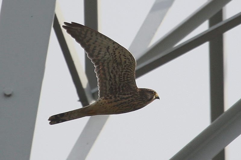チョウゲンボウ飛翔/池が凍りました_b0024798_559754.jpg