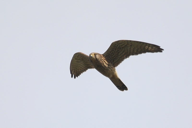 チョウゲンボウ飛翔/池が凍りました_b0024798_601066.jpg