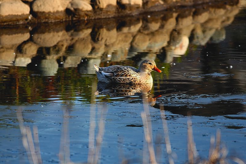 チョウゲンボウ飛翔/池が凍りました_b0024798_615184.jpg