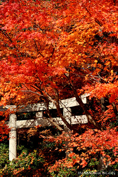 京都嵯峨野12月1日・その3_c0007918_14392313.jpg