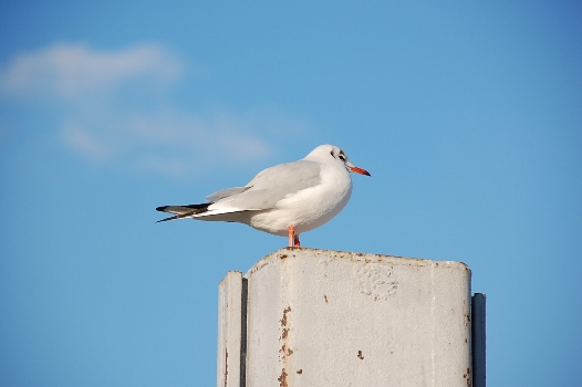 パリ15区の鳥たち Au Parc Andre Citroen パリの郊外暮らし パリ15区の鳥たち Au Parc Andre Citroen パリの郊外暮らし