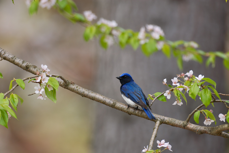 ２００７年５月の鳥たち_a0039245_2342471.jpg