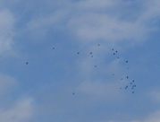 e0077152_66756.jpg