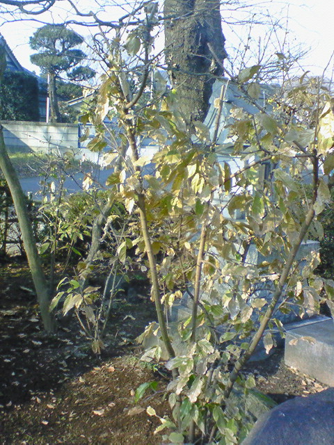 e0009760_9321335.jpg