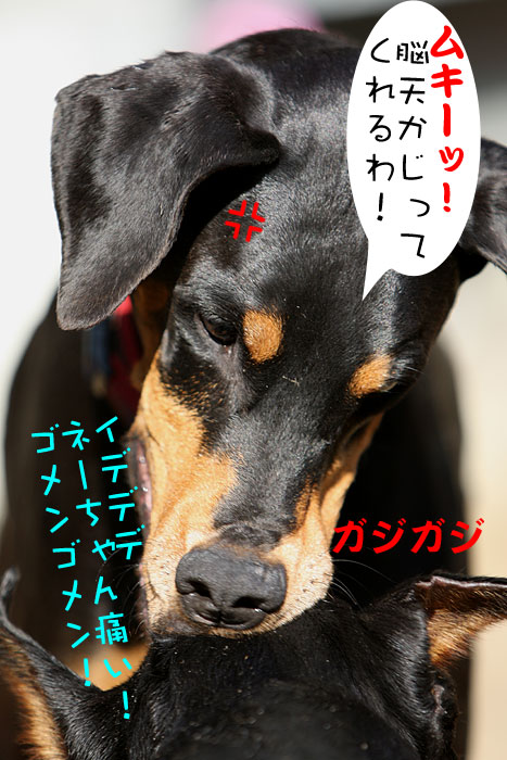たもん・・ごめん。_a0034287_14101486.jpg