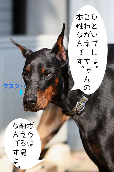 たもん・・ごめん。_a0034287_141020100.jpg