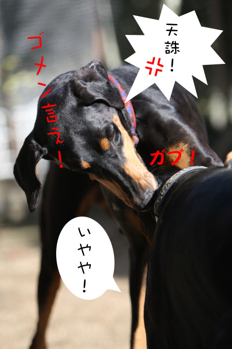 たもん・・ごめん。_a0034287_1410627.jpg