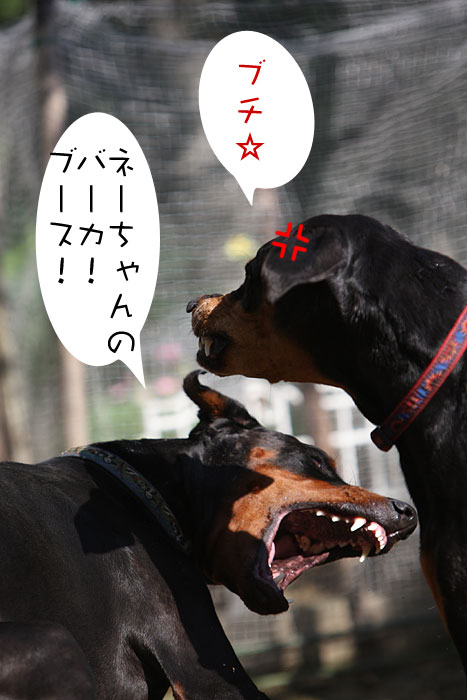 たもん・・ごめん。_a0034287_1493047.jpg