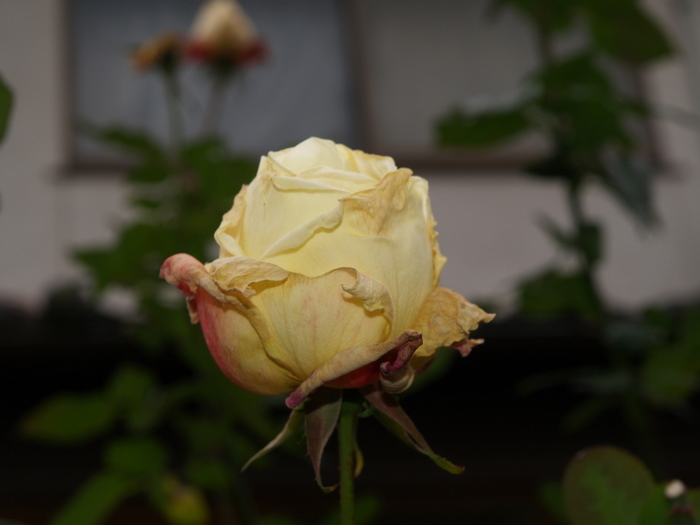 薔薇いろいろ_c0116915_22381921.jpg