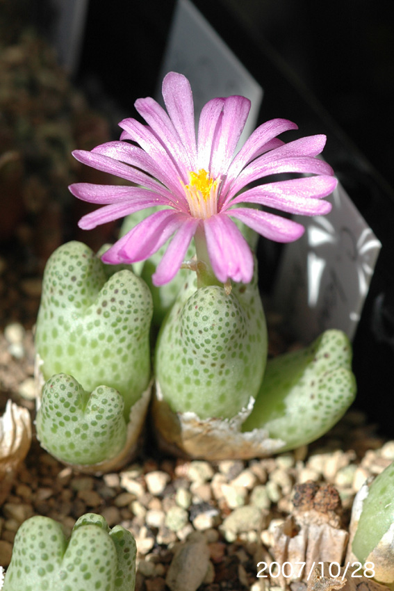 バラ典　コノフィツム コノフィツム 'バラ典' | グリーン＆インテリア ー 何気ない日々を