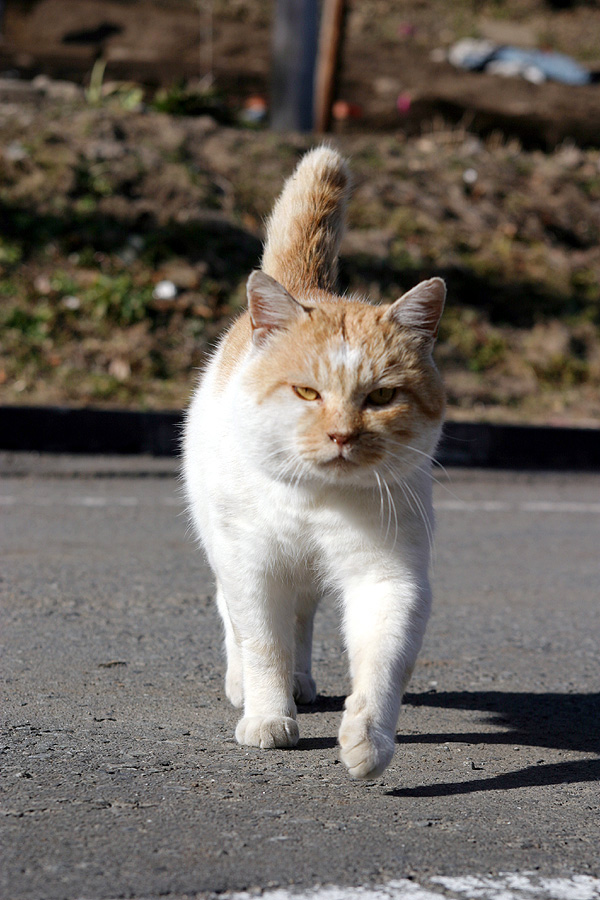 458日目(猫齢512日)：温泉地からの猫便り Vol.8_a0088031_14171450.jpg