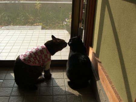 モモの威嚇 両手のない猫 チビタと愉快な仲間たち