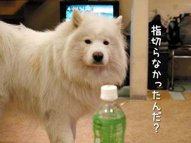 プチ燃え尽き_c0062832_1781112.jpg
