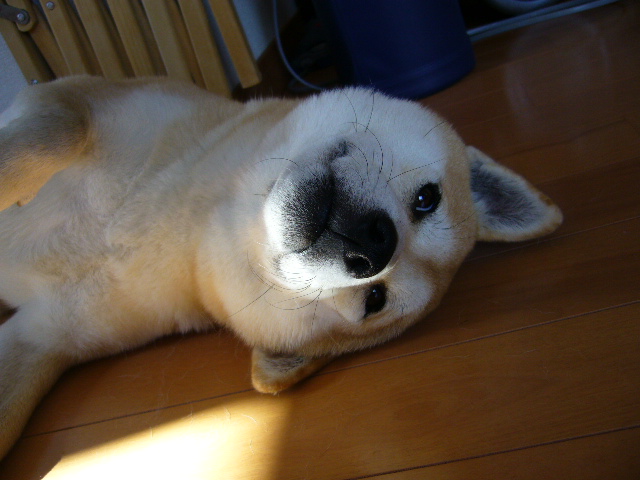 2007年12月21日(金)花の金曜日は・・・_f0060461_20164219.jpg