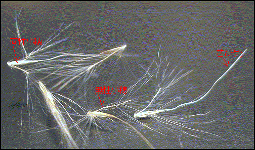 メリケンカルカヤ(米利堅刈萱)・・・要注意外来生物_c0085874_18303766.gif