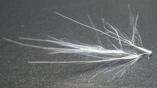 メリケンカルカヤ(米利堅刈萱)・・・要注意外来生物_c0085874_18305822.jpg