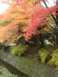 日本の紅葉＜京都・哲学の道～永観堂編＞_f0051186_13531029.jpg