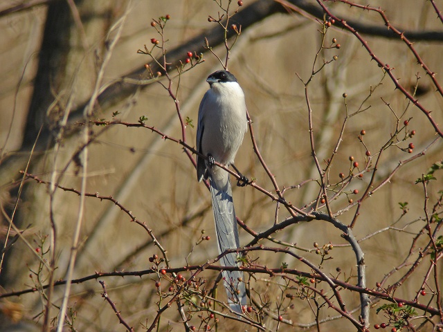 c0079001_17255559.jpg