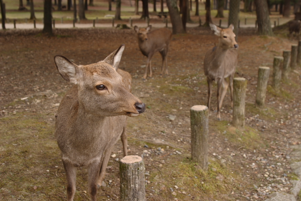 奈良公園の鹿_c0077605_042624.jpg