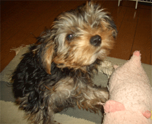 c0143711_19114870.gif