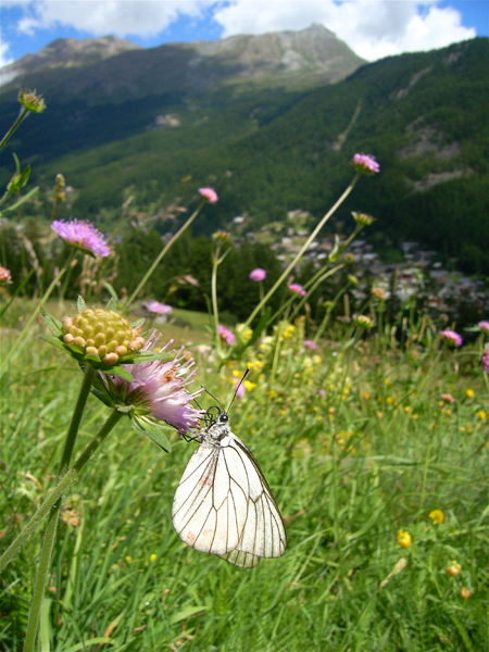 d0054625_20562958.jpg
