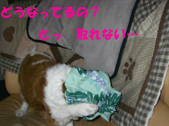 c0136838_13173886.gif