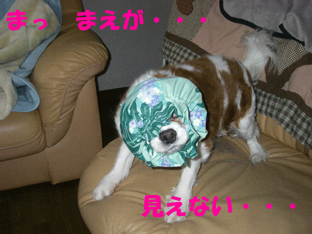 c0136838_1318867.gif