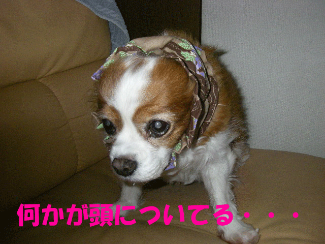 c0136838_13305476.gif