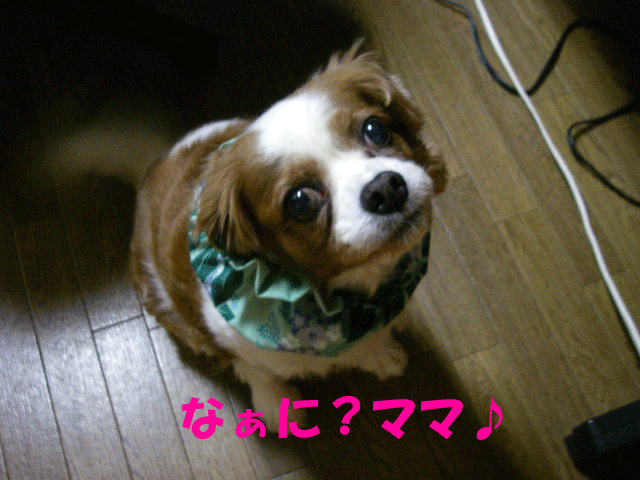 c0136838_13445665.gif