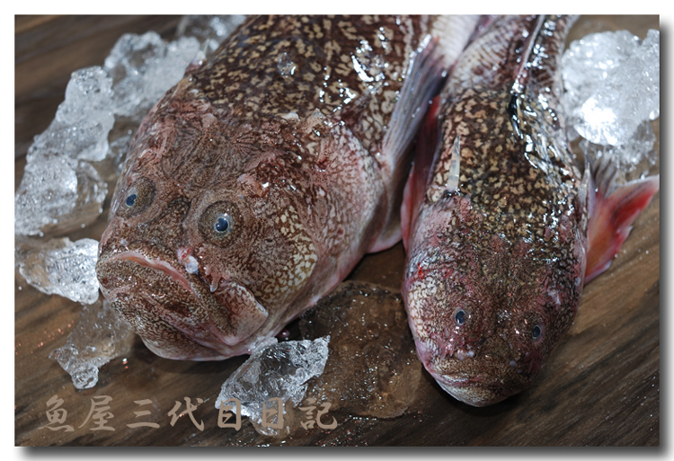 三島虎魚／ミシマオコゼ.......... 面白いお顔の魚ですよ〜！_d0069838_1245439.jpg