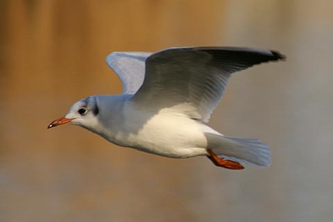 b0043440_20655.jpg