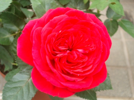c0025140_19564941.jpg
