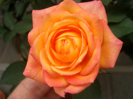 c0025140_1957053.jpg