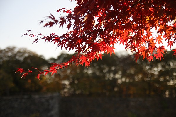 大阪城の紅_c0155541_14592599.jpg